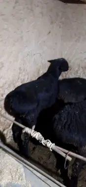 Qochqorlar bor qurbonlikka bóladigan