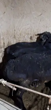 Qochqorlar bor qurbonlikka bóladigan