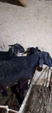 Qochqorlar bor qurbonlikka bóladigan
