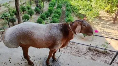 Qurbonlikka qochqor sotildi