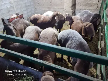 Qurbonlikka qõylar sotiladi