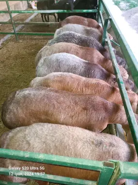 Qurbonlikka qõylar sotiladi