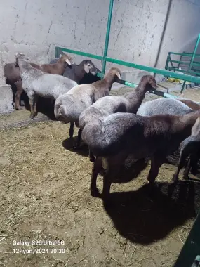 Qurbonlikka qõy sotiladi