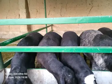 Qurbonlikka qõy sotiladi