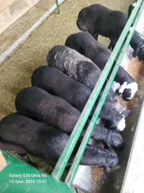 Qurbonlikka qõy sotiladi