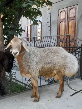 Qurbonlikka Katta Qòchqorlar bor!