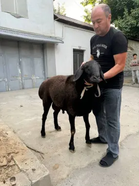 Qurbonlik uchun qo’chqorlar sotiladi
