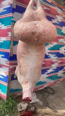 Qoy Qo'y Qo'chqor Qurbon hayiriga aqiqa ehsonga sotiladi