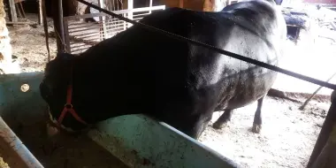 Qurbonlika buqa va qõylar bor xonadonda joxori va buĝdoy emlangan zõr