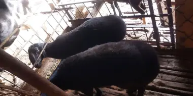 Qurbonlika buqa va qõylar bor xonadonda joxori va buĝdoy emlangan zõr