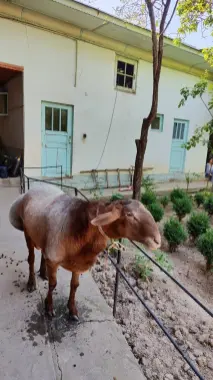 Qurbonlikka qochqor sotildi