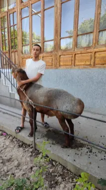 Qurbonlikka qochqor sotildi