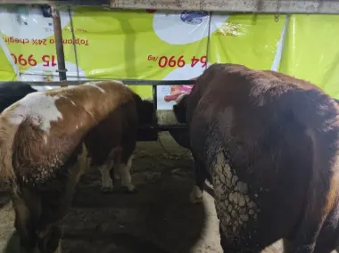 Qurbonlik ucun mol va qoylar