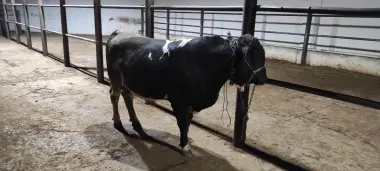 Qurbonlik ucun mol qoylarimiza bor xalol pokiza aqiqa exsonlaga xam bo