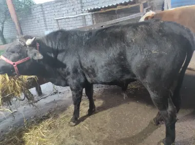 Assalomu aleykum qurbonlik ucun xalol pokiza boqilgan mol qoylarimiza
