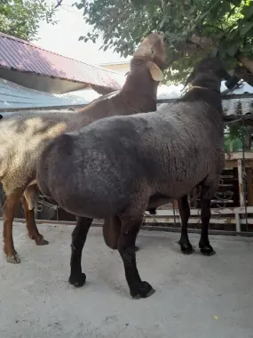 Qurbonlikka Katta Qòchqorlar bor!