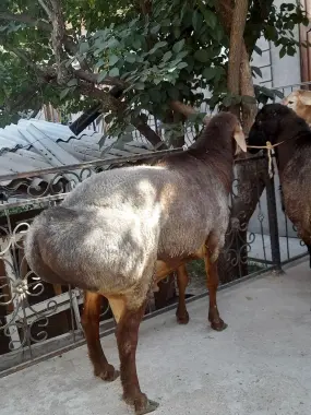 Qurbonlikka Katta Qòchqorlar bor!