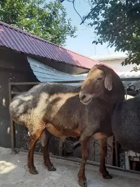 Qurbonlikka Katta Qòchqorlar bor!