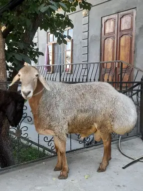 Qurbonlikka Katta Qòchqorlar bor!