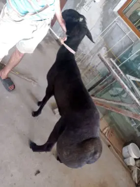 Qurbonil uchun Qochqor