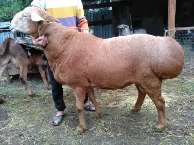 Qoylabor qurbonlikka