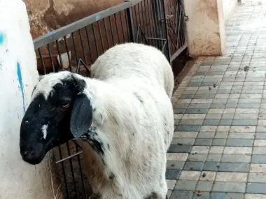 Qoyllar sotilladi qurbon hayitka
