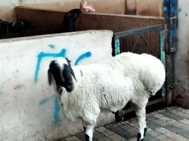 Qoyllar sotilladi qurbon hayitka