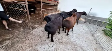 Qurbonlikka qoyla