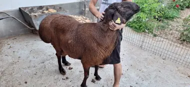 Qurbonlikka qoyla