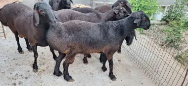 Qurbonlikka qoyla