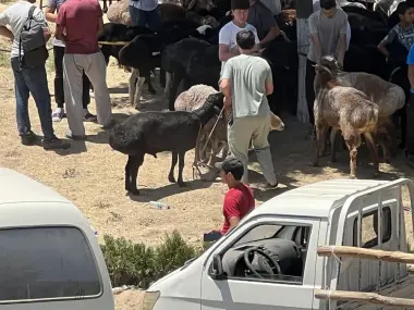 Qochqor qurbonlik uchun