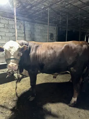 Qurbon xayit ga ehson qilaman digan okala uchun