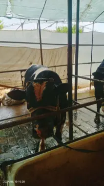 Qurbonlikka buqalar bor