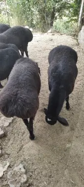 Qurbonlikga qoyla bor