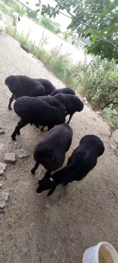 Qurbonlikga qoyla bor