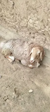 Qurbonlikga qoyla bor