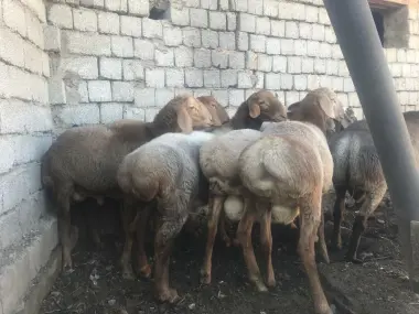 Qochqorlar qurbonlik va aqiqa uchun