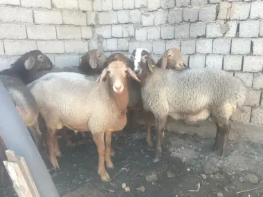 Qochqorlar qurbonlik va aqiqa uchun