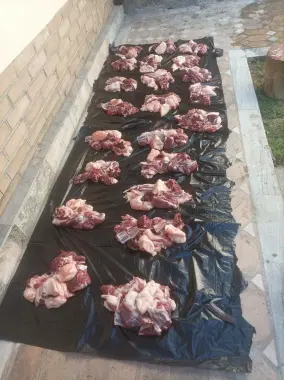 Qochqorlar qurbonlik va aqiqa uchun