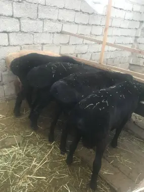 Qurbonlik uchun qochqorlar
