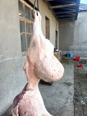 Aqiqa va qurbonlik uchun qo’ylar