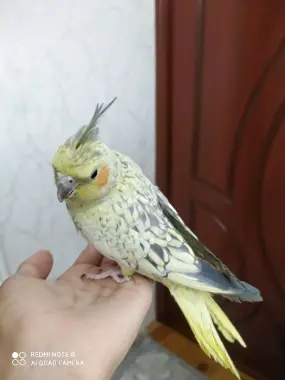 Toti Rushnoy karella sotiladi