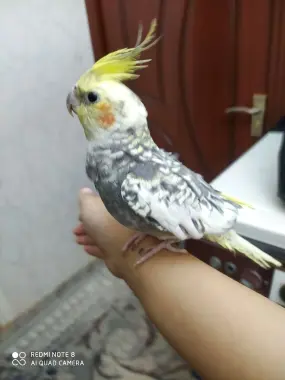 Toti Rushnoy karella sotiladi