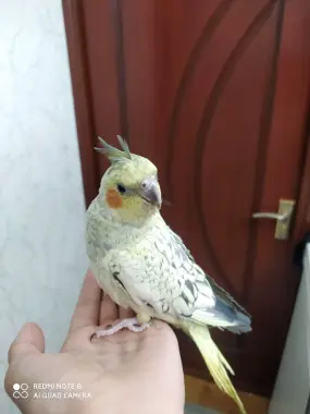 Toti Rushnoy karella sotiladi