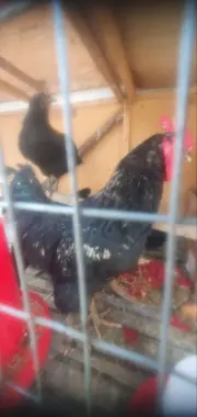 Qora horoz qurbonlikka