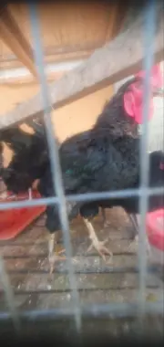 Qora horoz qurbonlikka
