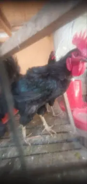 Qora horoz qurbonlikka