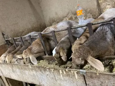 Aqiqa va qurbonlik uchun qoylar bor