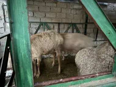 Qochqor edilbayskiy qiziqanlaga holasela qurbonliga