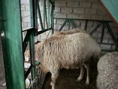 Qochqor edilbayskiy qiziqanlaga holasela qurbonliga